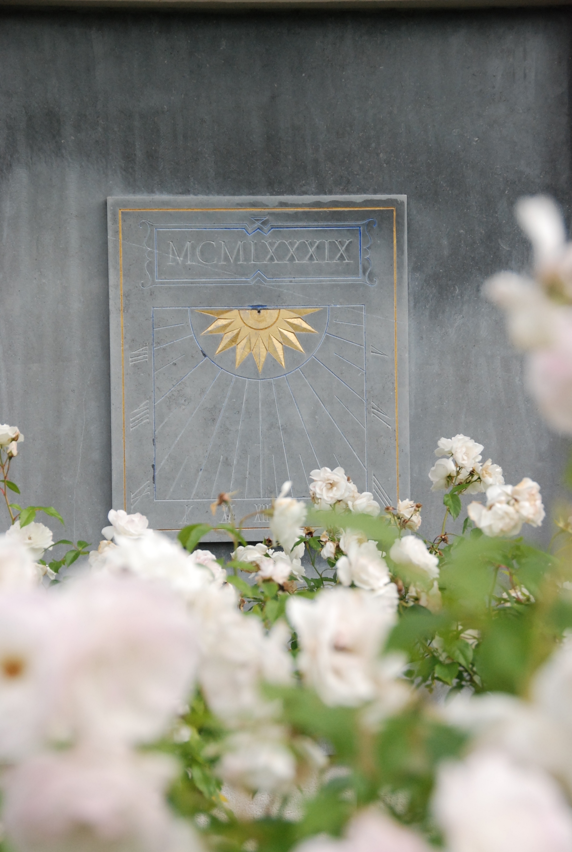 Zonnewijzer tussen de rozen