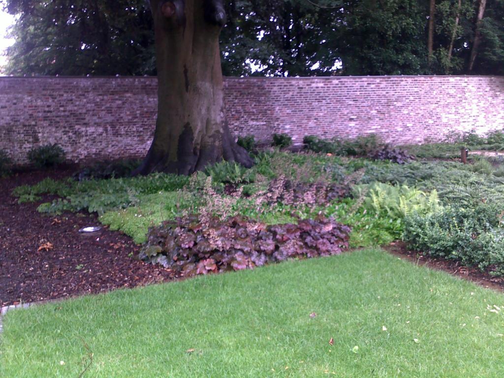 <a href="/node/70">Onderbeplanting voor oude beuk te Eeklo</a>