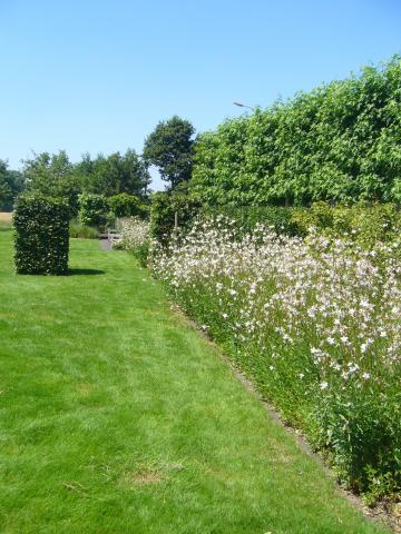 strakke bloemenborder gaura lindlheimeri