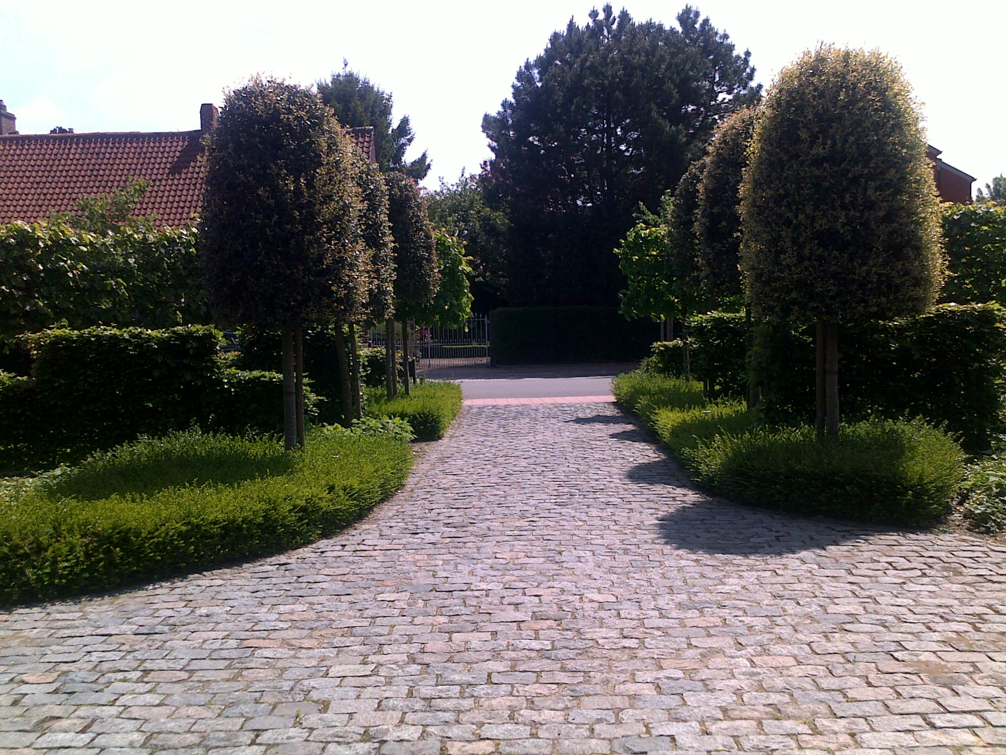 Oprit in kasseien met gesnoeide steeneiken oprit kasseien steeneik quercus ilex snoeivorm